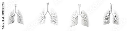 Detailed anatomical models of human lungs in a pristine white hue, illustrating the intricate structure and extension of bronchi with a focus on educational and medical purposes.