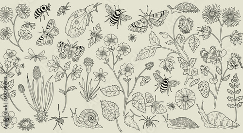 Intricate botanical and insect sketches: nature and wildlife in vintage line art