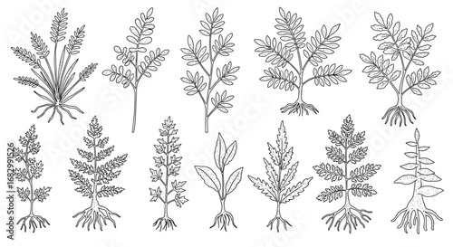 Collection of hand drawn herb plants with roots in black and white outline