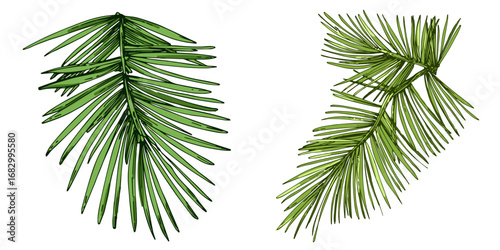 Fir branch illustration with vibrant green needles, conifer vector, hand drawn botanical clipart for invitations, posters, banners and designs
