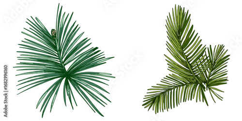 Fir branch illustration with vibrant green needles, conifer vector, hand drawn botanical clipart for invitations, posters, banners and designs