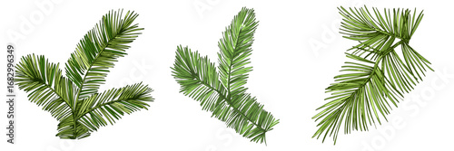 Fir branch illustration with vibrant green needles, conifer vector, hand drawn botanical clipart for invitations, posters, banners and designs