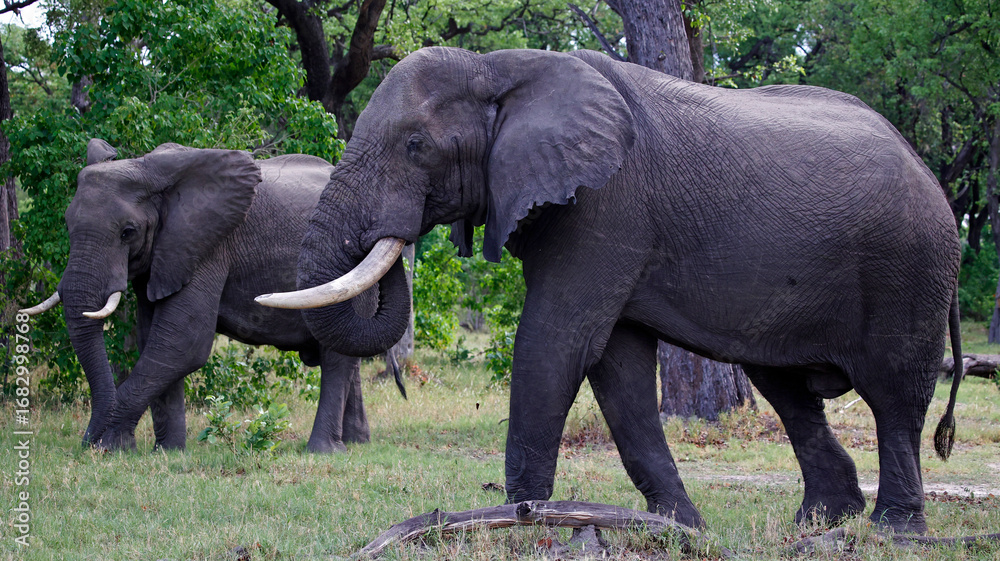 Fototapeta premium Elephants in the Okavango delta Botswana