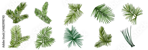 Fir branch illustration with vibrant green needles, conifer vector, hand drawn botanical clipart for invitations, posters, banners and designs
