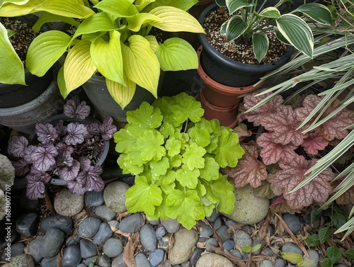Colorful lobed leaves of Alum Root plant (Heuchera americana)