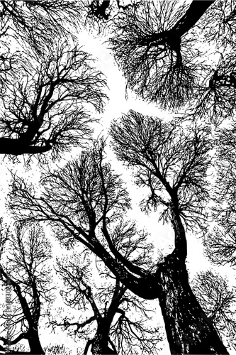 Gazing up at a canopy of bare winter trees against a bright sky, a stark silhouette.