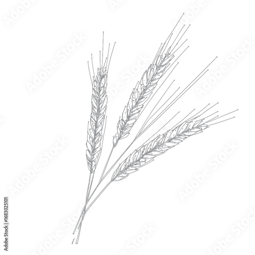 Low poly style vector illustration of three wheat spikelets with geometric lines and dots isolated on white background for food and agriculture concept design
