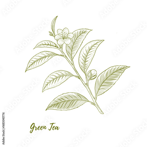 Vector green tea plant with flowers and leaves line art illustration, graphic line plant combination. Green tea. Retro botanical. engraving style. Great for any designs, textile, art, walls, package