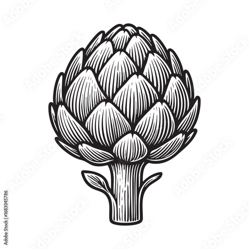 Detailed	artichoke flower sketch for retro design and decoration