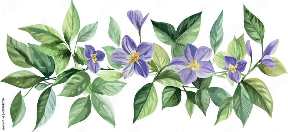 Obraz premium Delicate watercolor painting of blooming purple clematis flowers and green leaves on a white background