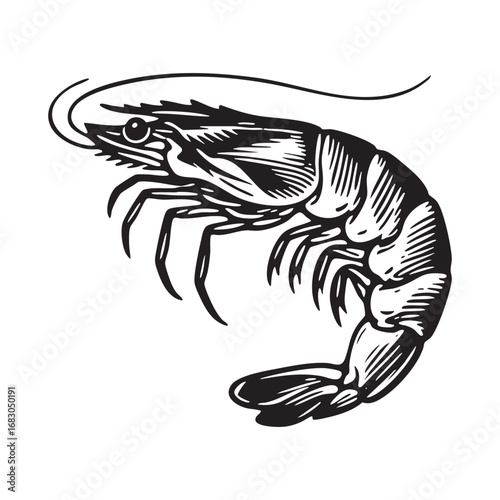 Engraved Illustration of shrimp with Detailed Line Work and Shading