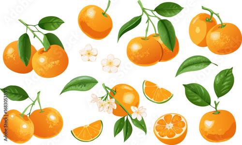 Fresh orange. Big vector collection of fresh oranges. Orange fruit isolated on white background.
