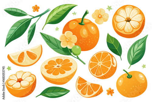 Fresh orange. Big vector collection of fresh oranges. Orange fruit isolated on white background.
