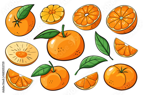 Fresh orange. Big vector collection of fresh oranges. Orange fruit isolated on white background.
