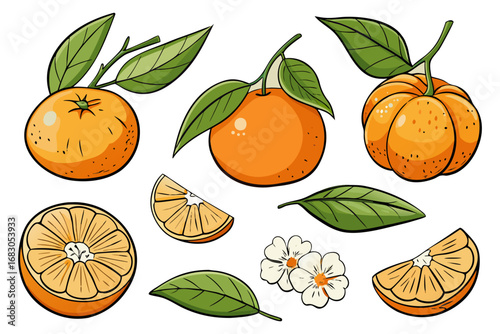 Fresh orange. Big vector collection of fresh oranges. Orange fruit isolated on white background.
