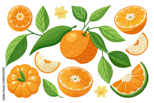Fresh orange. Big vector collection of fresh oranges. Orange fruit isolated on white background.
