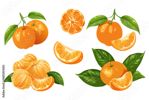 Fresh orange. Big vector collection of fresh oranges. Orange fruit isolated on white background.
