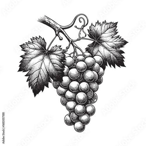 Hand drawn of grape in the old ink style
