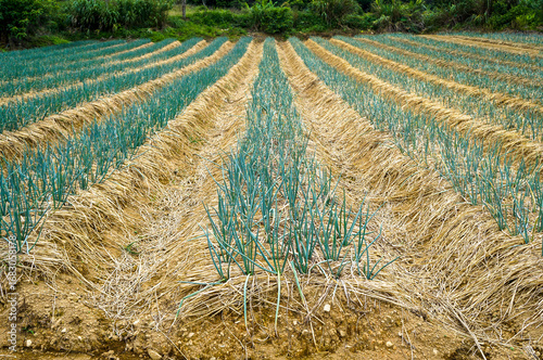 Rows of Spring Onions with Straw in Field: An image showcasing neat rows of spring onions emerging from soil covered with straw mulch in a field.