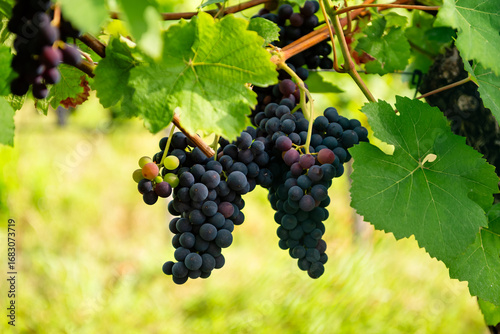 Wallpaper Mural Ripe grapes on the vine, ready for harvest Torontodigital.ca