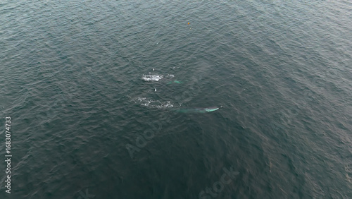 Aerial view of two fin whales, Balaenoptera physalus, hunting in Donegal Bay, Ireland