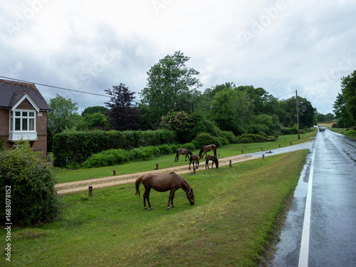 ponies and foals near road and house in the new forest in hamnpshire