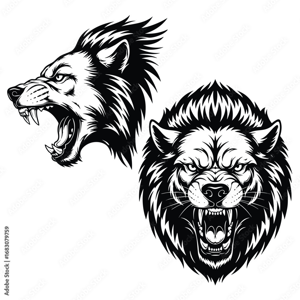 Fototapeta premium Fierce wolf head mascot illustrations in profile and front view snarling with sharp fangs.