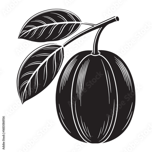 Black kakadu plum Silhouette Vector, High Quality Illustration on White Background