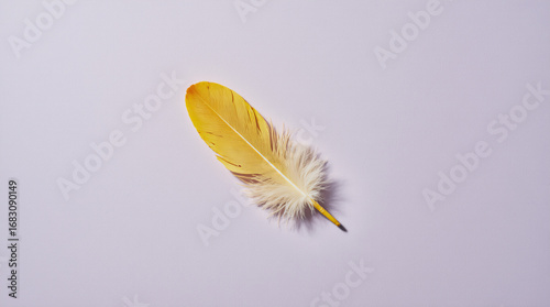Soft yellow feather on lavender background delicate minimal natural design