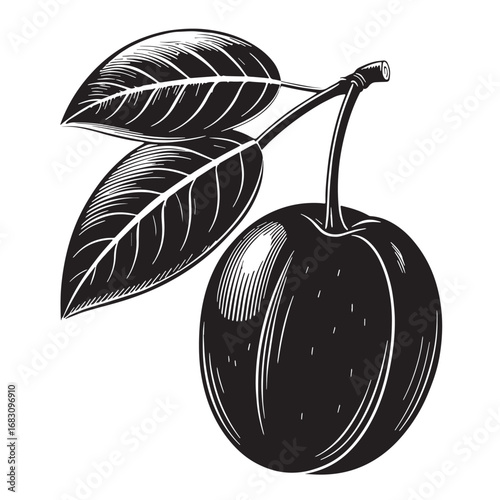 Black kakadu plum Silhouette Vector, High Quality Illustration on White Background