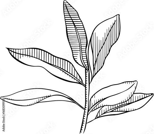 Olive branch with leaves graphic line ink illustration. Hand drawn Black and white olive tree branch. Mediterranean food, aroma organic oil. Greek plant linear illustration
