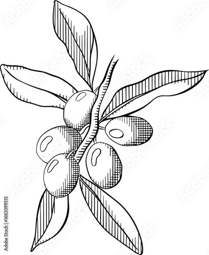 Olive berry branch composition. Vector graphic line Black and white ink illustration. Silhouette sign for logo, print, comics, fashion, pop art, boards, design, stickers, decoration, posters