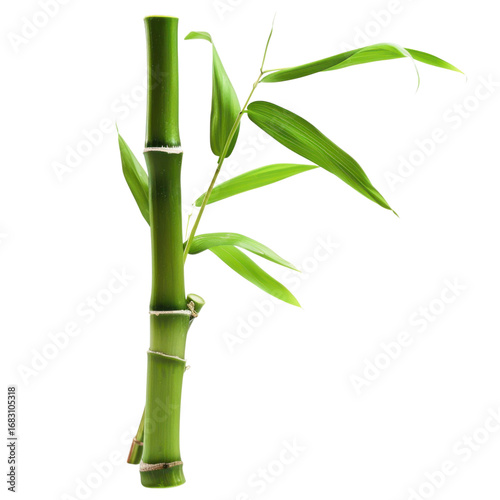 Fresh green bamboo stalk with leaves for zen designs