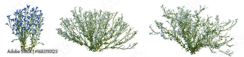 Tableau sur toile Set of Lobelia erinus (edging lobelia, garden lobelia or trailing lobelia) front