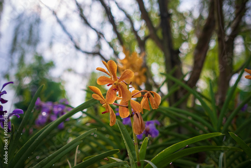 Canvas Print walk in Perdana Botanical Garden, Lush greenery and exotic plants in the Kuala Lumpur Botanical Garden, offering serene escape into nature with vibrant flowers, towering trees, and tranquil paths
