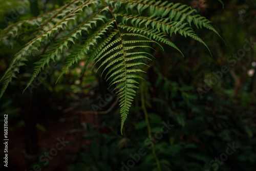 Photography walk in Perdana Botanical Garden, Lush greenery and exotic plants in the Kuala Lumpur Botanical Garden, offering serene escape into nature with vibrant flowers, towering trees, and tranquil paths