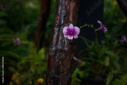 Photography walk in Perdana Botanical Garden, Lush greenery and exotic plants in the Kuala Lumpur Botanical Garden, offering serene escape into nature with vibrant flowers, towering trees, and tranquil paths
