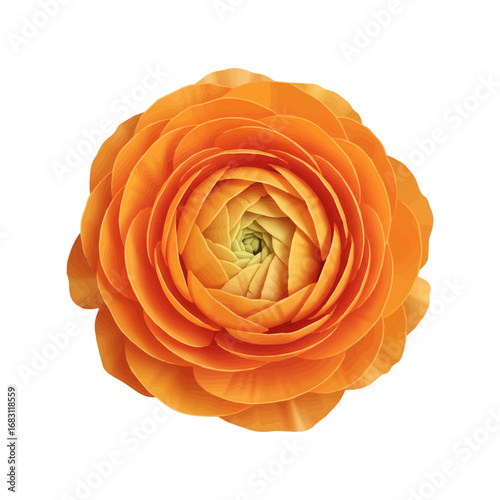 Vivid orange ranunculus flower blossom isolated for botanical illustration