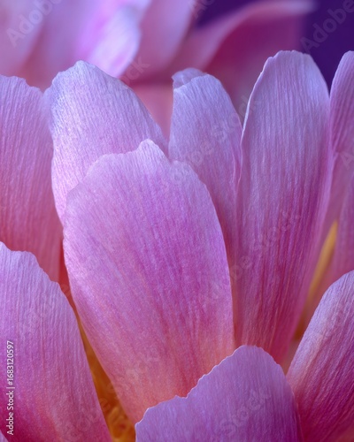 Close up macro photography of peony petals soft pastel shades delicate romantic textures ideal for floral fine art and decor