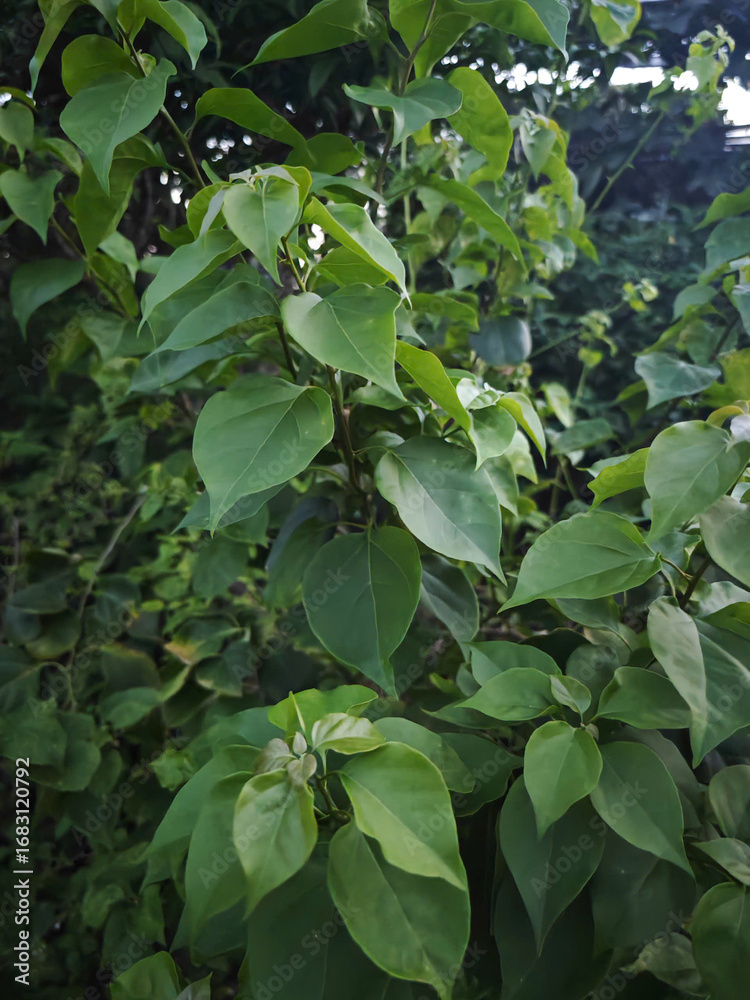 Obraz premium green leaves background