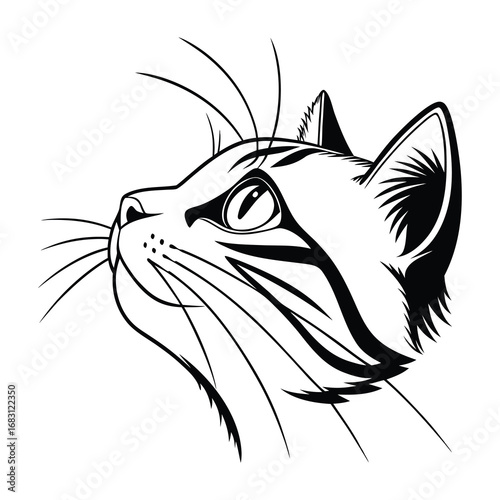 black cat head