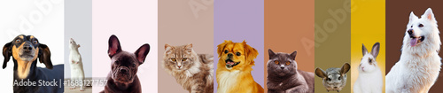 Collage of many different pets on color background. Copyspace for ad, flyer.