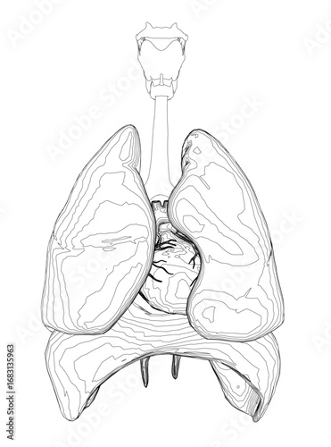 Black and white lung anatomy drawing with detailed trachea, heart, and diaphragm contours on a clean white background. This free printable coloring page offers an educational look at human body.