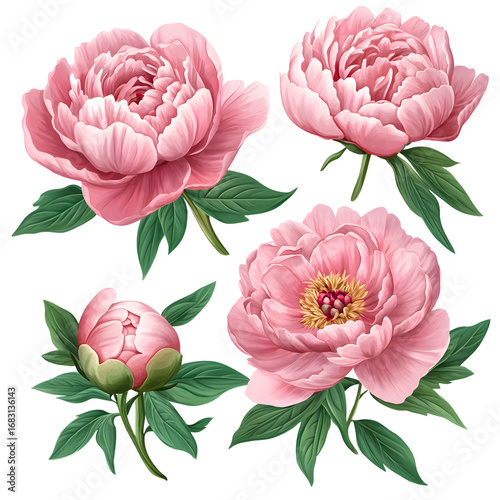 Vibrant Four Pink Peonies in Full Bloom with Lush Green Leaves