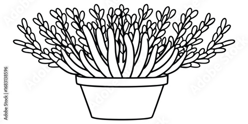Simple outline drawing of a potted plant with many stems and leaves