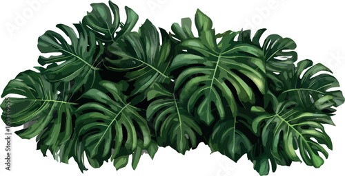 Lush green monstera deliciosa plant leaves with iconic split holes isolated on white background