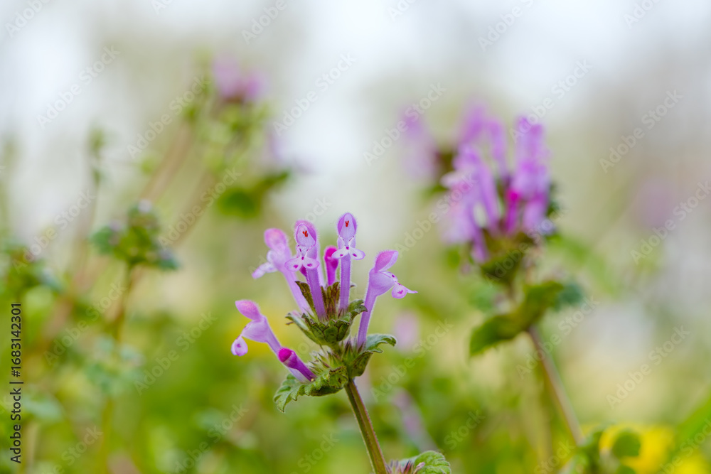 Fototapeta premium Henbit (Lamium amplexicaule) wildflowers in spring field