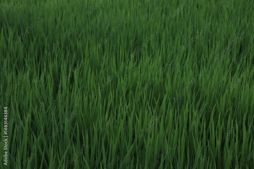 Obraz premium canon 200d