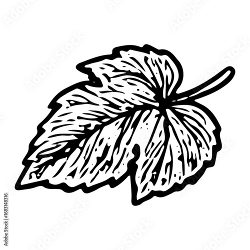 Organic Grape Vine Leaf: Vineyard Foliage Illustration