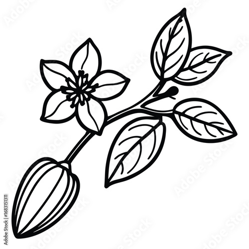 Cocoa pod and flower on a branch illustration line art